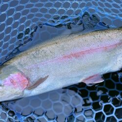 魚が強い！ ～岡崎トラウトポンド～